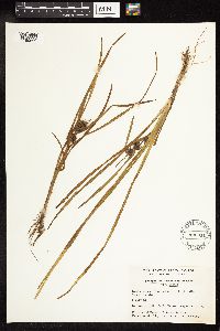 Sparganium emersum image