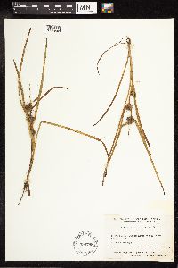 Sparganium emersum image