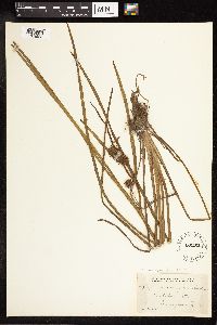 Sparganium emersum image