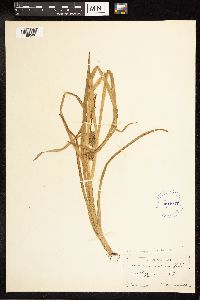 Sparganium emersum image