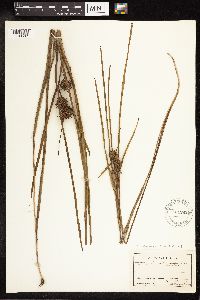 Sparganium emersum image