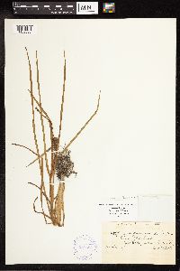 Sparganium emersum image