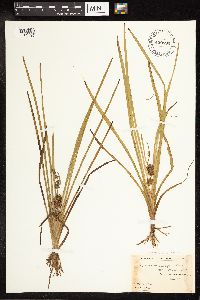 Sparganium emersum image