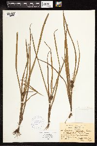 Sparganium emersum image