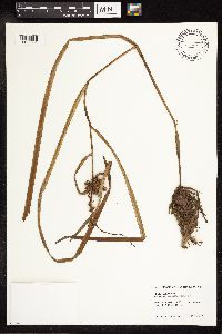 Sparganium emersum image