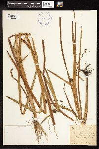 Sparganium eurycarpum image