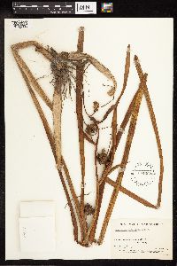 Sparganium eurycarpum image