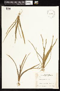 Sparganium eurycarpum image