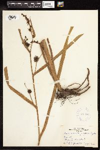 Sparganium eurycarpum image