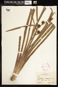 Sparganium eurycarpum image