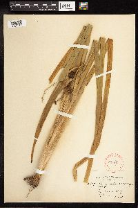 Sparganium eurycarpum image