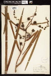 Sparganium eurycarpum image