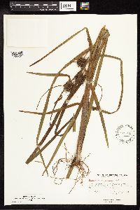 Sparganium eurycarpum image