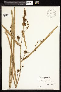 Sparganium eurycarpum image