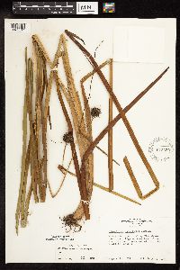 Sparganium eurycarpum image