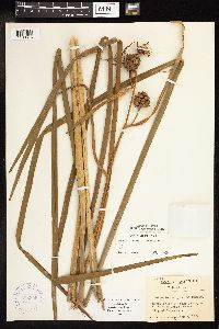 Sparganium eurycarpum image