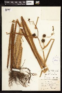 Sparganium eurycarpum image