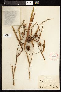 Sparganium eurycarpum image