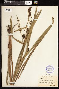 Sparganium eurycarpum image