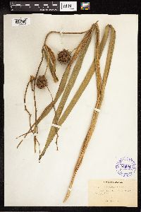 Sparganium eurycarpum image