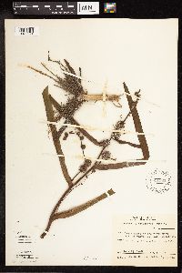 Sparganium eurycarpum image