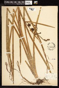 Sparganium eurycarpum image