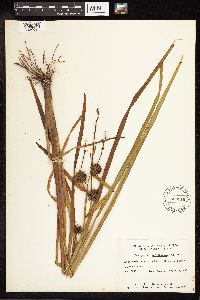 Sparganium eurycarpum image