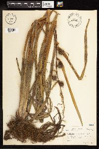 Sparganium eurycarpum image