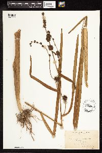 Sparganium eurycarpum image