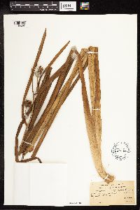 Sparganium eurycarpum image