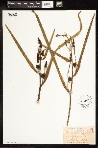 Sparganium eurycarpum image