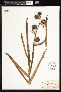 Sparganium eurycarpum image