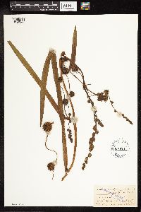 Sparganium eurycarpum image