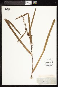 Sparganium eurycarpum image
