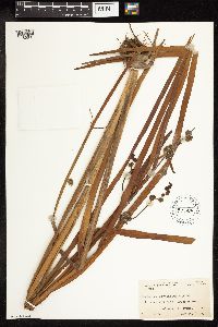 Sparganium eurycarpum image