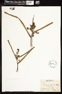 Sparganium eurycarpum image