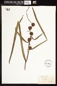 Sparganium eurycarpum image