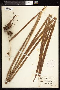 Sparganium eurycarpum image