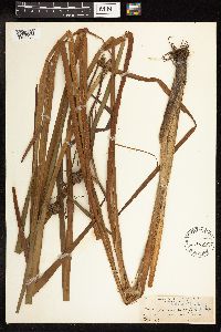 Sparganium eurycarpum image