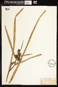 Sparganium eurycarpum image