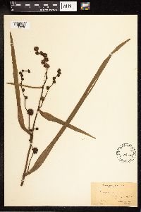 Sparganium eurycarpum image