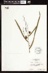 Sparganium eurycarpum image