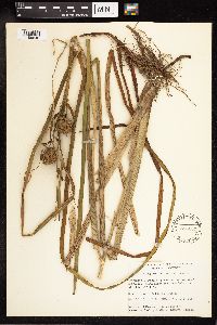 Sparganium eurycarpum image