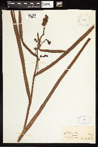 Sparganium eurycarpum image