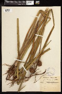 Sparganium eurycarpum image