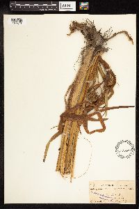 Sparganium eurycarpum image