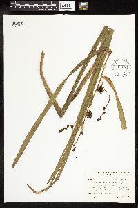 Sparganium eurycarpum image