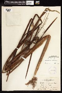 Sparganium eurycarpum image