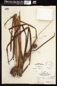 Sparganium eurycarpum image