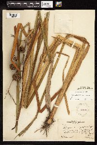 Sparganium eurycarpum image